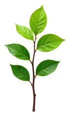 Naklejka premium Single branch with intricate details isolated on white background, tree, twig