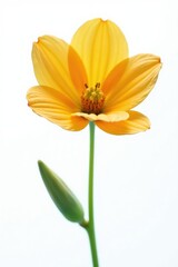 Obraz premium Single flower petal isolated on white background, nature, solo