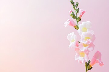 Fototapeta premium Delicate pink flowers on pastel background.