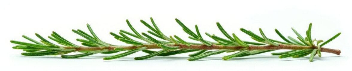 Fototapeta premium Sprigs of fresh rosemary isolated against bright white, nature, sprig, foliage