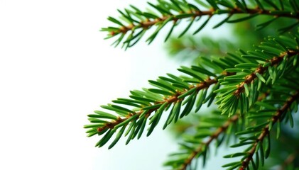 Obraz premium Spruce branches on white background, isolated, evergreen, tree