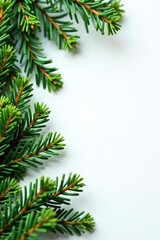 Spruce tips and needles on a clean white surface, nature, foliage, plants