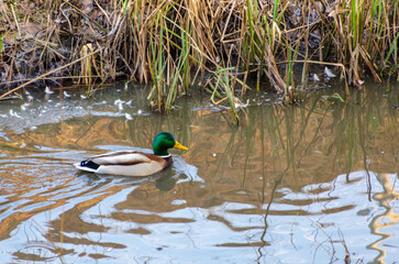 A male mallard gently glide across the calm rippling water. Swimming movement, peaceful mood, eye-level angle, mid-range shot, natural wetland, wildlife photography, water reflections, soft lighting.