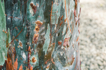 Vibrant bark displaying natural patterns and textures from a eucalyptus tree in a tranquil outdoor...