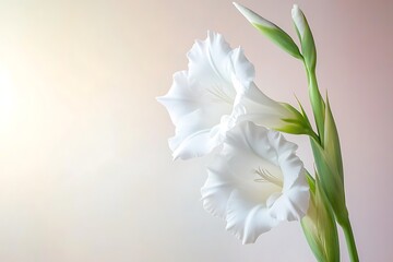 Fototapeta premium Two elegant white gladiolus flowers with buds against a soft background. (1)
