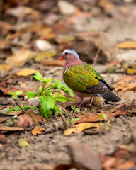 wild common emerald or grey capped or green winged dove portrait or closeup on ground during winter season safari at pilibhit national park forest reserve uttar pradesh india