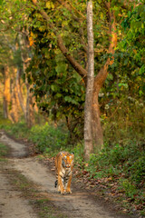 wild bengal female tiger panthera tigris head on walking at pilibhit national park forest reserve...