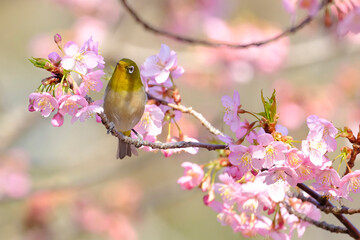 河津桜とメジロ