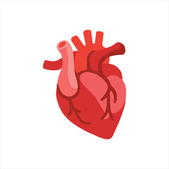 Realistic anatomical heart vector on white background. 