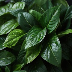 Fototapeta premium A Beautiful Display of Dark and Light Green Foliage in Nature