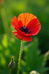 Close-up of red poppie blooming on vibrant green foliage, summer, vibrant, sunny