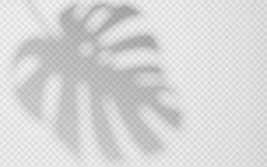 Shadow overlay from a Monstera leaf isolated on a transparent background. © TanyaFox
