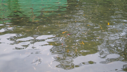 The serene ambiance of a murky fish pond in a residential area