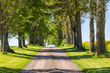 Tree Lined gravel road with lush green trees