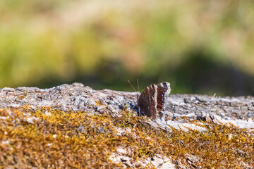 Mossy tree log with a Mourning cloak butterfly