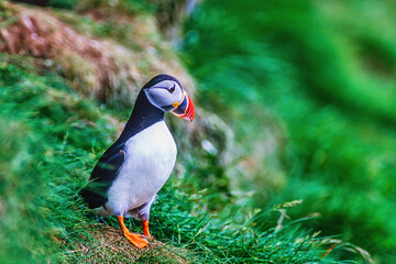 Colorful Puffin on the mountain