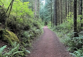 Obraz premium Serene forest trail winding through lush greenery.