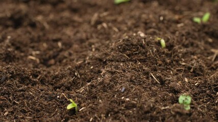 Beauty of nature growth process as seeds germinate and sprout into small plants.