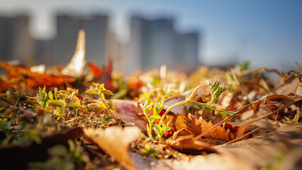 A close-up shot of spring coming as buds sprout on a dry meadow.