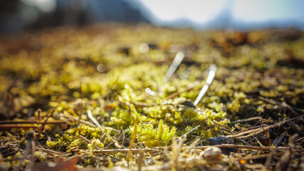 A close-up shot of spring coming as moss sprouts on a dry meadow.