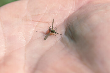 A mosquito lying belly up on the palm of a human hand, close-up, bright natural light
