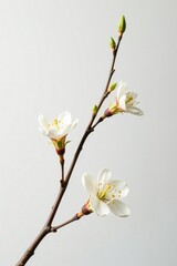 Obraz premium Delicate branches on white isolated background, twig, organic