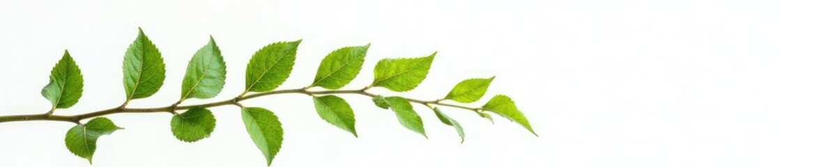 Delicate branch with leaves isolated on white background, organic, nature, leafy