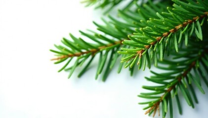 Fototapeta premium Foliage of fir tree in isolated form on white background, woodsy, leaves