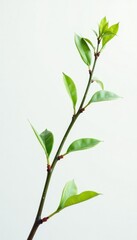 Fototapeta premium Long and slender branch against white backdrop with delicate leaves, foliage, thin