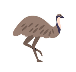 Emu ostrich walking. Large flightless bird with long legs, profile, side view. Exotic tropical wild animal, feathered fauna, mammal, wildlife. Flat vector illustration isolated on white background