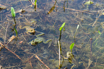 Green water frogs during breeding season in their natural habitat. Selective focus. Copy space.