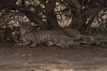 Female cheetah resting in the shade under a bush with her cubs, Botswana. 