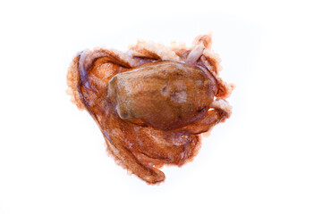 Octopus on a white background