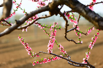 Blooming peach blossom, very beautiful