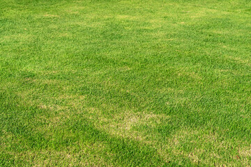 Lush green grass lawn with a vibrant, well-maintained surface, creating a refreshing and natural background.