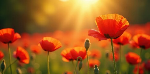 Obraz premium Vibrant red poppies bathed in golden sunlight , bloom, stock