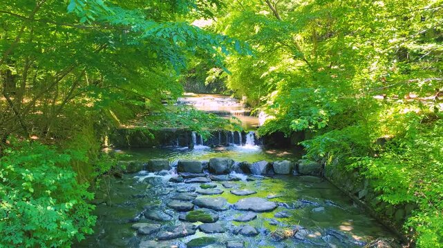 A cool flowing stream in the forest