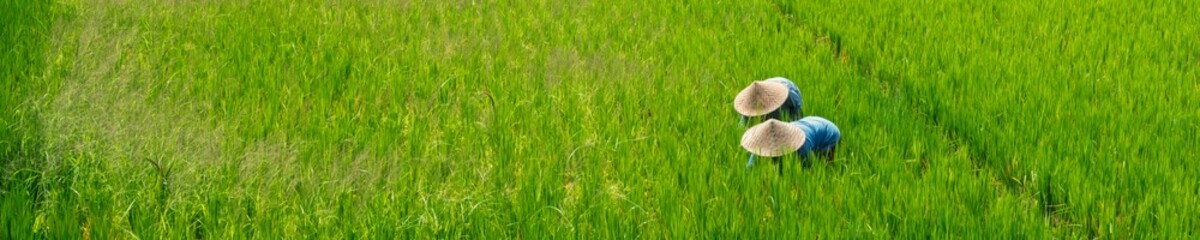 Obraz premium Two farmers wearing traditional straw hats work in a lush green rice field, carefully tending to the crops under the bright sunlight.