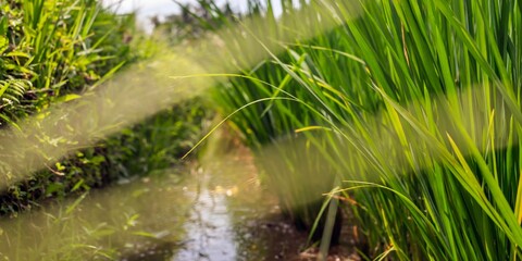 Fototapeta premium Wide-angle shot of lush rice plants growing beside a small water channel, with soft sunlight filtering through the leaves.