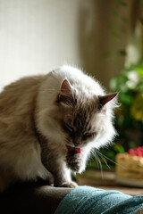 the cat washes itself with its paw