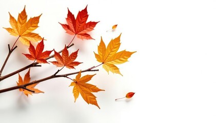 Dried branches with fall leaves isolated on white, dry, leaves