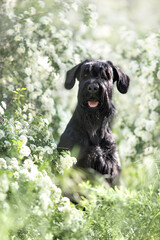Giant schnauzer in flowers