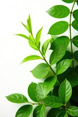 Obraz premium Greenery isolated on white background, lush leaves and stems, green plants, botanical