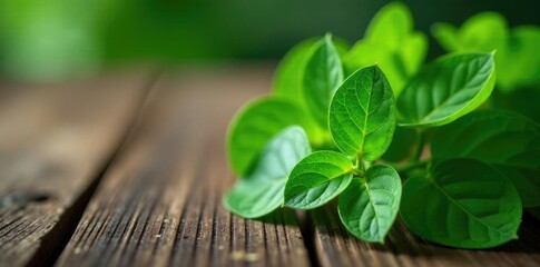 Green leaves of Centella asiatica on a wooden table, greenery, natural, botanical