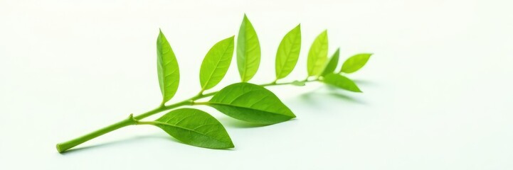 Green plant stem isolated on white background, nature photography, white