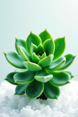 Green succulent with thick fleshy leaves on snowy white background, leafy, green