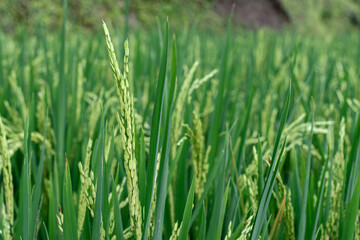 A close-up of a rice stalk in the ripening stage, surrounded by dense green stems in a tropical rice field.