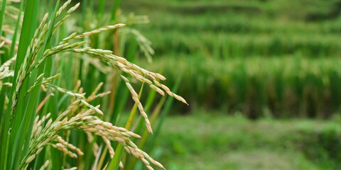 Flexible rice stalks bend against a background of green terraces, depicting the harvest season.