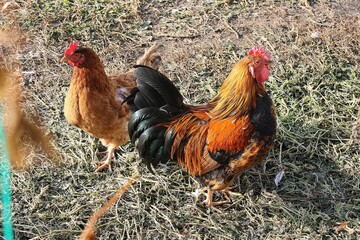 Rooster and hens in a farmyard, great for agriculture blogs, poultry farming guides, and rural...