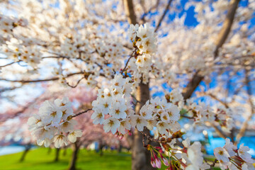 Washington, DC during the Cherry Blossom Festival